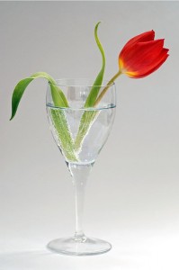 tulip bubble