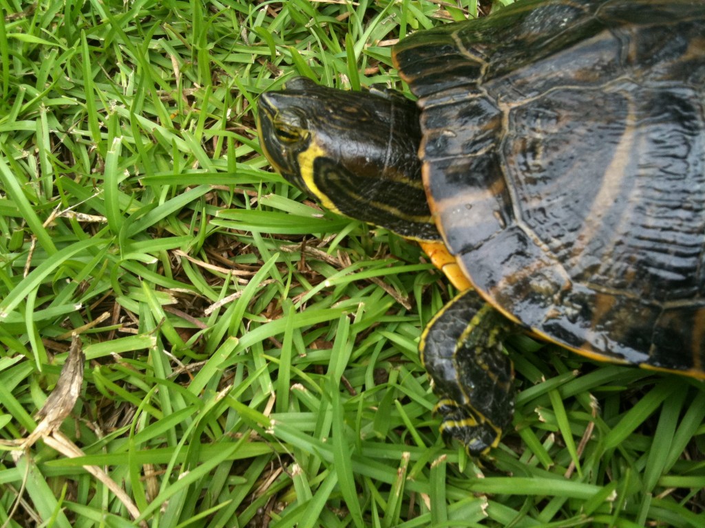 lake martin turtle alabama