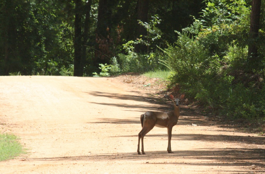 lake martin amphitheater deer