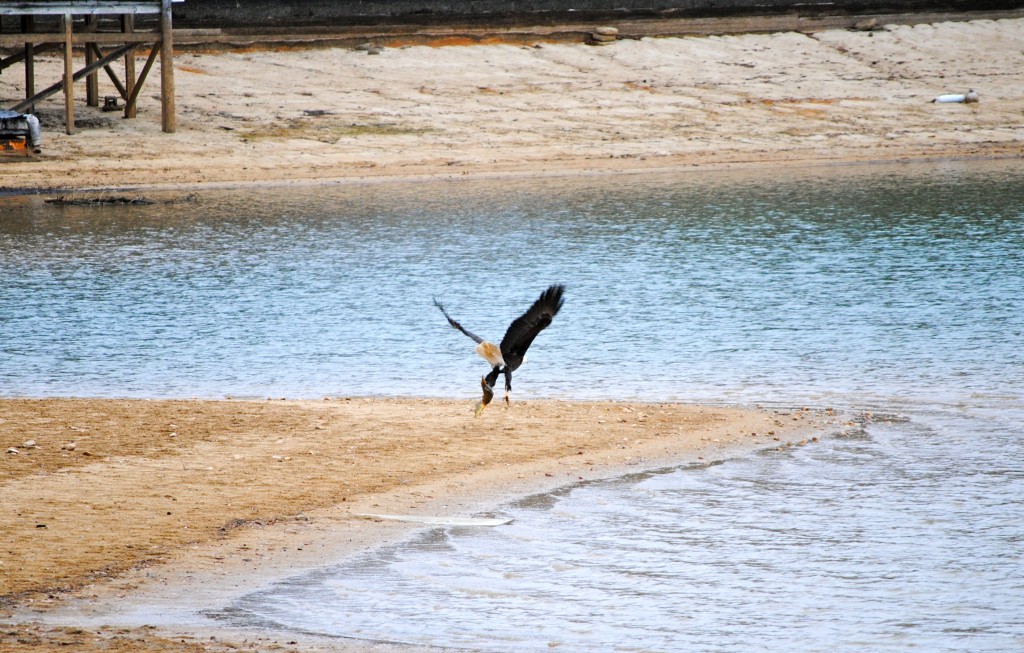 lake martin bald eagle