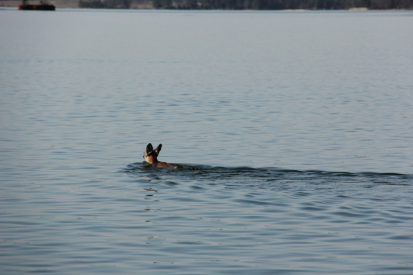 Deer in Lake Martin 3