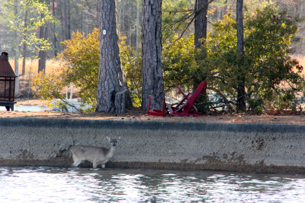 Deer in Lake Martin 2