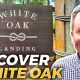 White Oak