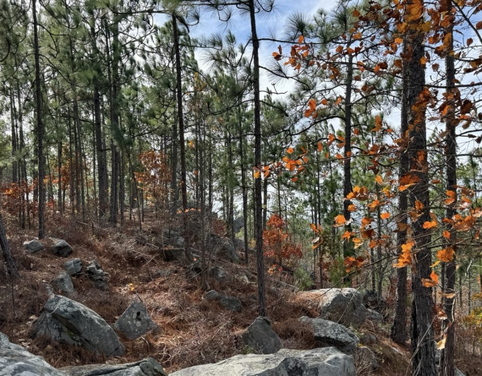 Fall Activities at Lake Martin